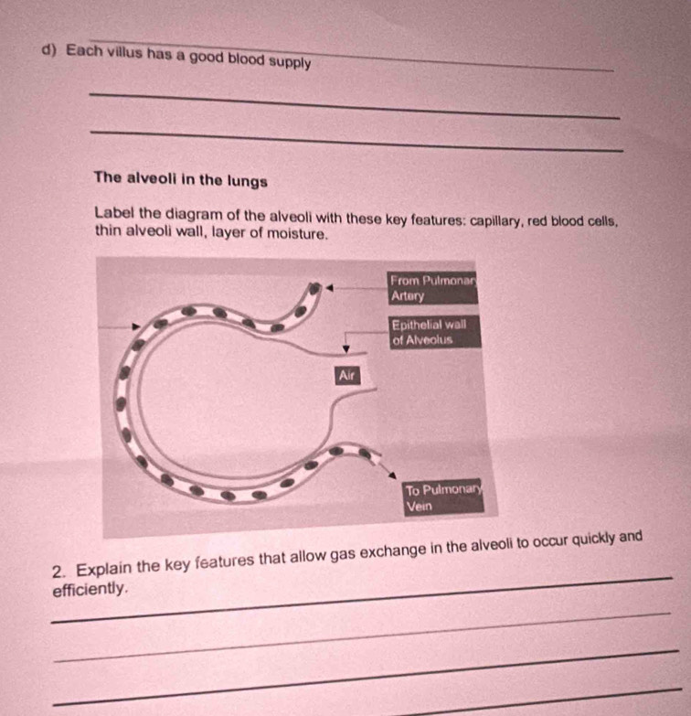 Each villus has a good blood supply_ 
_ 
_ 
The alveoli in the lungs 
Label the diagram of the alveoli with these key features: capillary, red blood cells, 
thin alveoli wall, layer of moisture. 
_ 
2. Explain the key features that allow gas exchange in the alveoli to occur quickly and 
efficiently. 
_ 
_ 
_