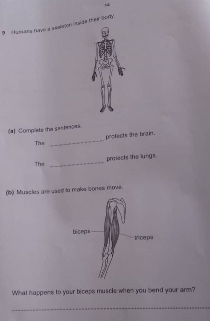 14 
9 Humans have a skeleton inside their body. 
(a) Complete the sentences. 
protects the brain. 
The 
_ 
The _protects the lungs. 
(b) Muscles are used to make bones move. 
What happens to your biceps muscle when you bend your arm? 
_