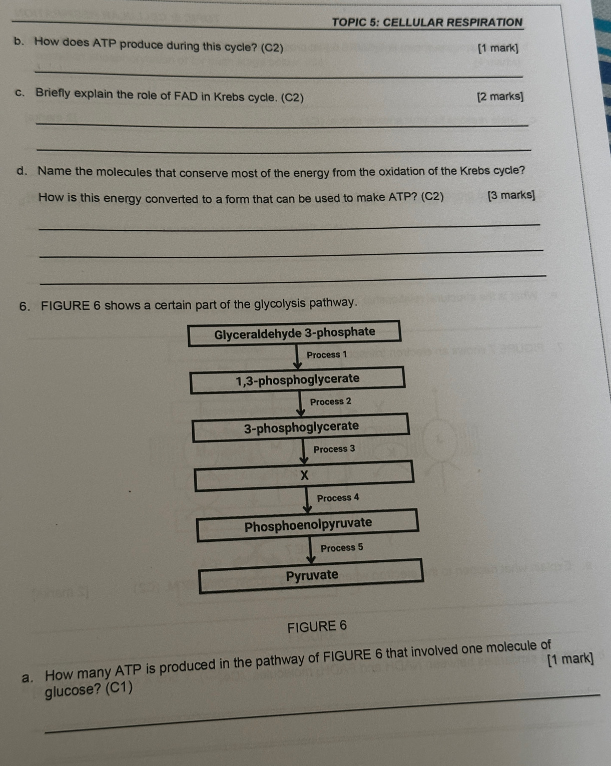 TOPIC 5: CELLULAR RESPIRATION
b. How does ATP produce during this cycle? (C2) [1 mark]
_
c. Briefly explain the role of FAD in Krebs cycle. (C2) [2 marks]
_
_
d. Name the molecules that conserve most of the energy from the oxidation of the Krebs cycle?
How is this energy converted to a form that can be used to make ATP? (C2) [3 marks]
_
_
_
6. FIGURE 6 shows a certain part of the glycolysis pathway.
Glyceraldehyde 3 -phosphate
Process 1
1,3-phosphoglycerate
Process 2
3-phosphoglycerate
Process 3
X
Process 4
Phosphoenolpyruvate
Process 5
Pyruvate
FIGURE 6
[1 mark]
a. How many ATP is produced in the pathway of FIGURE 6 that involved one molecule of
_glucose? (C1)