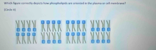 Which figure correctly depicts how phospholipids are oriented in the plasma or cell membrane? 
(Circle it)