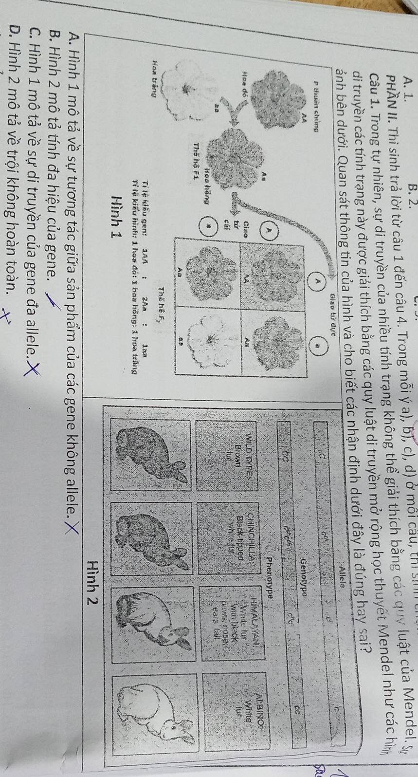 A. 1. B. 2.
PHÀN II. Thi sinh trả lời từ câu 1 đến câu 4. Trong mỗi ý a), b), c), d) ở môi cầu, thị sil
Câu 1. Trong tự nhiên, sự di truyền của nhiều tính trạng không thể giải thích bằng các quy luật của Mendel, y
di truyền các tính trạng này được giải thích bằng các quy luật di truyền mở rộng học thuyết Mendel như các hì
hông tin của hình và cho biết các nhận định dưới đây là đúng hay sai?
Allele
Genotype
c
d
a Vị Cc
Phenotype
WILD TYPE CHINCHILLA: HIMALAYAN ALBINO Whie
Brown Bleck-tipped Whde für fur
fur white fur with black
paws, nose,
ears tall
Hình 2
sự tương tác giữa sản phẩm của các gene không allele.
B. Hình 2 mô tả tính đa hiệu của gene.
C. Hình 1 mô tả về sự di truyền của gene đa allele.
D. Hình 2 mô tả về trội không hoàn toàn.