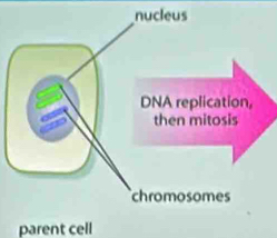 parent cell