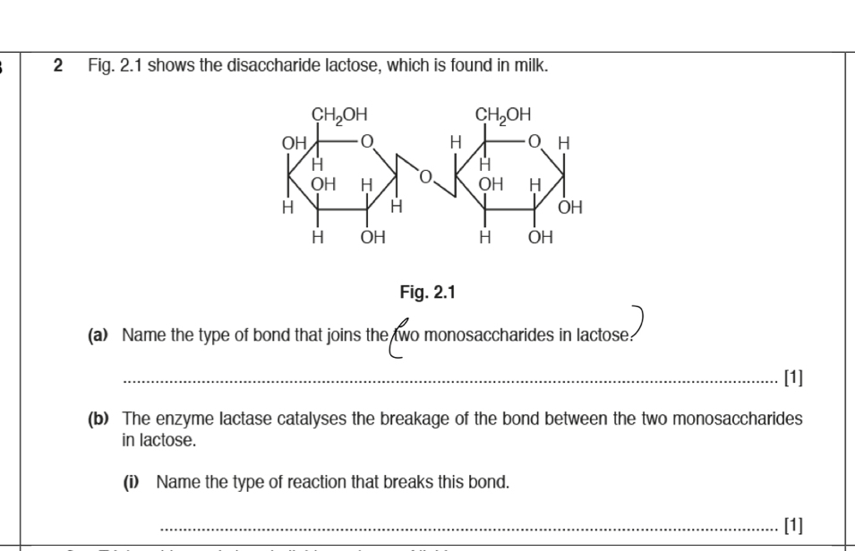 Fig. 2.1 shows the disaccharide lactose, which is found in milk.
Fig. 2.1
(a) Name the type of bond that joins the two monosaccharides in lactose:
_[1]
(b) The enzyme lactase catalyses the breakage of the bond between the two monosaccharides
in lactose.
(i) Name the type of reaction that breaks this bond.
_[1]