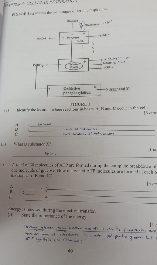 HAPTER 5: CELLULAR RESPÍRATION
FIGURE 1 represents the main stages of aerobic respiration.
FIGURE 1
(a) Identify the location where reactions in boxes A, B and C occur in the cell.
[3 mar
A
_
B
_
C
_
(b) What is substance X?
[1 m
_
FADH
c) A total of 38 molecules of ATP are formed during the complete breakdown of
one molecule of glucose. How many nett ATP molecules are formed at each o
the stages A, B and C?
[3 m
A : 2
_
_
B . 2
_
_
C : 34
_
Energy is released during the electron transfer.
(i) State the importance of the energy.
_
[l n
40