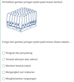 Perhatikan gambar jaringan epitel pada hewan berikut!
Fungsi dari gambar jaringan epitel pada hewan diatas adalah.. .
Penguat dan penyokong
Tempat absorpsi atau sekresi
Memberi bentuk tubuh
Mengangkut sari makanar
Menghantarkan rangsangan