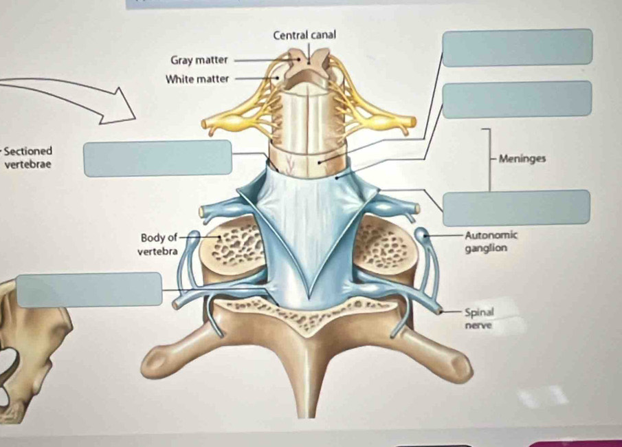 Sectioned 
vertebrae