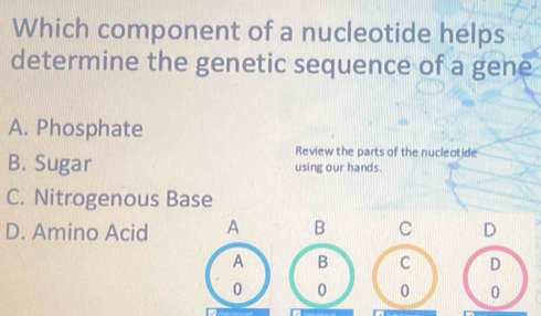 Which component of a nucleotide helps
determine the genetic sequence of a gene
A. Phosphate
Review the parts of the nucleotide
B. Sugar using our hands.
C. Nitrogenous Base
D. Amino Acid A B C D
A B C D
0 0 0 0