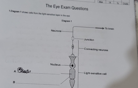 Max 14 % Crartie 
The Eye Exam Questions 
1.Diagram 1 shows celis from the light-sensitive layer in the eye 
_A 
_B