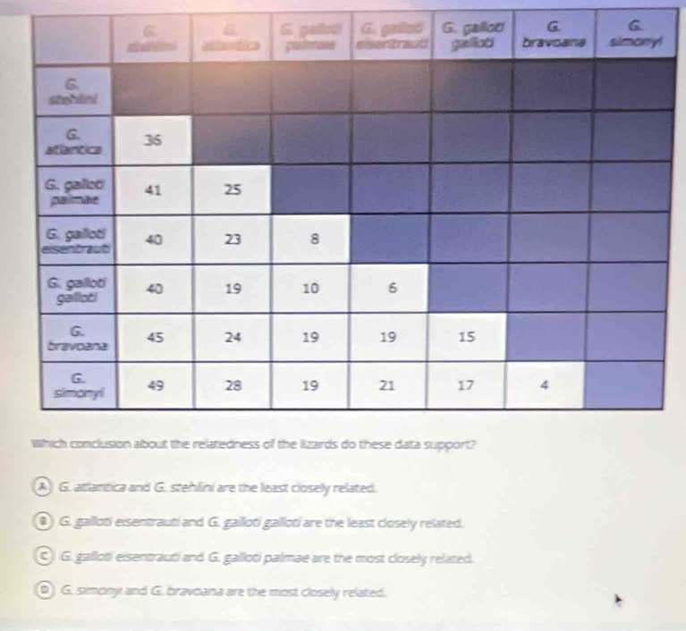 A G. aclantica and G. stehlini are the least closely related.
) G. galloti eisentrauti and G. gailloti galloti are the least closely related.
C G. galloti eisentrauti and G. galloti palmae are the most closely related.
D G. simony and G. bravoana are the most closely related.
