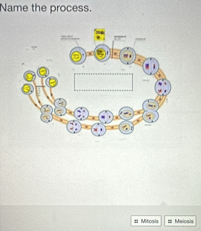 Name the process. 
Mitosis Meiosis