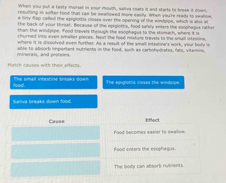 When you put a tasty morsel in your mouth, saliva coats it and starts to break it down,
resulting in softer food that can be swallowed more easily. When you're ready to swallow,
a tiny flap called the epiglottis closes over the opening of the windpipe, which is also at
the back of your throat. Because of the epiglottis, food safely enters the esophagus rather
than the windpipe. Food travels through the esophagus to the stomach, where it is
churned into even smaller pieces. Next the food mixture travels to the small intestine,
where it is dissolved even further. As a result of the small intestine's work, your body is
able to absorb important nutrients in the food, such as carbohydrates, fats, vitamins,
minerals, and proteins.
Match causes with their effects.
The small intestine breaks down
food. The epiglottis closes the windpipe.
Saliva breaks down food.
Cause Effect
Food becomes easier to swallow.
Food enters the esophagus.
The body can absorb nutrients.