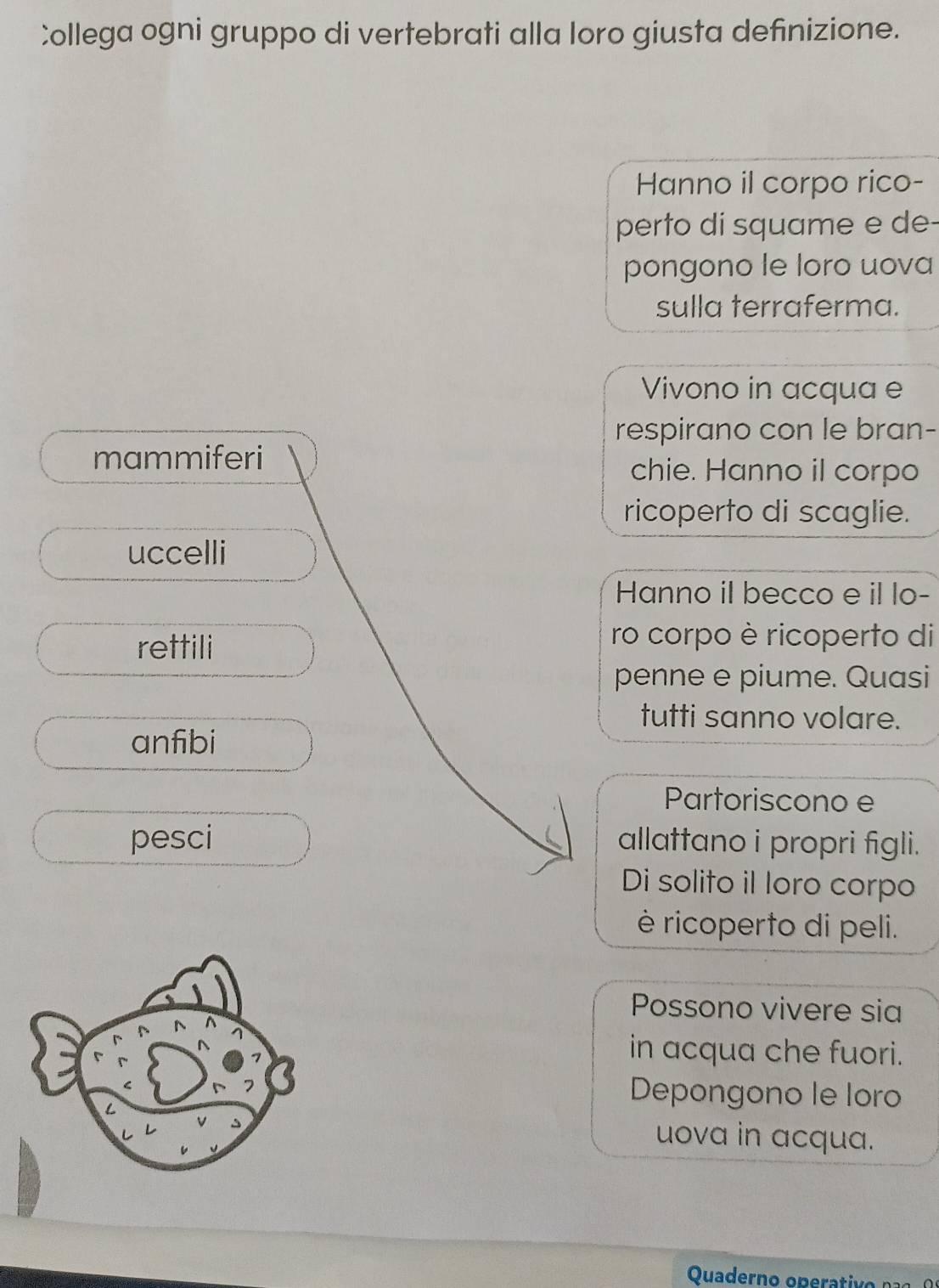 Collega ogni gruppo di vertebrati alla loro giusta definizione. 
Hanno il corpo rico- 
perto di squame e de- 
pongono le loro uova 
sulla terraferma. 
Vivono in acqua e 
respirano con le bran- 
mammiferi 
chie. Hanno il corpo 
ricoperto di scaglie. 
uccelli 
Hanno il becco e il lo- 
rettili 
ro corpo è ricoperto di 
penne e piume. Quasi 
tutti sanno volare. 
anfibi 
Partoriscono e 
pesci allattano i propri figli. 
Di solito il loro corpo 
è ricoperto di peli. 
Possono vivere sia 
in acqua che fuori. 
Depongono le loro 
uova in acqua.