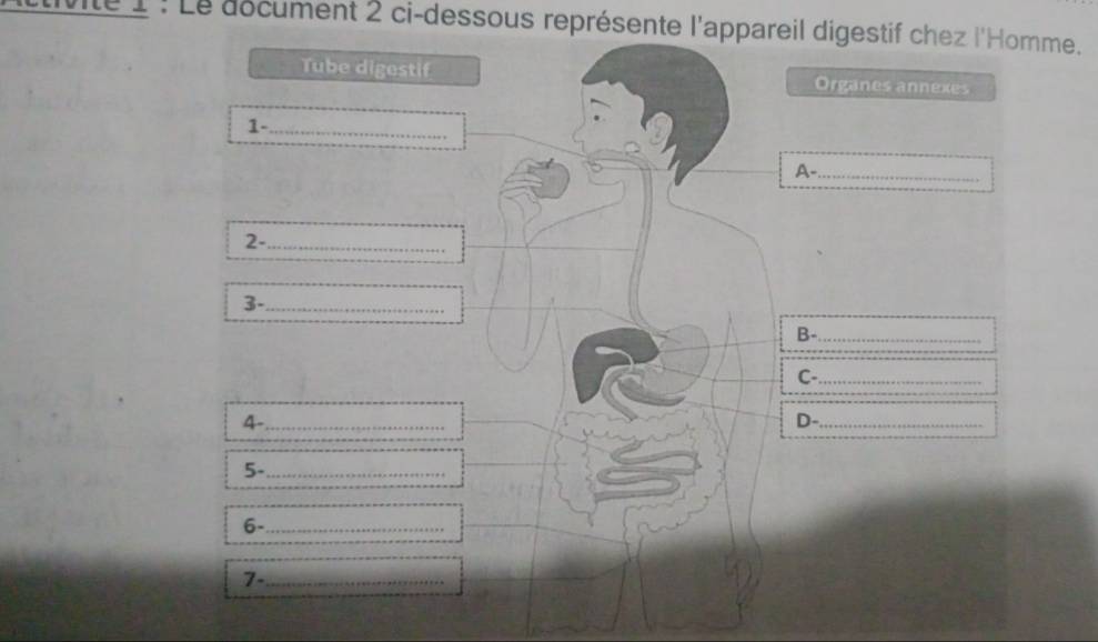 Le document 2 ci-dessous représente l'appareil digestif chez l'Homme. 
Tube digestif Organes annexes 
1-_ 
A-_ 
_2 
3-_ 
B-_ 
C-_ 
4-_ 
D-_ 
5-_ 
6-_ 
7-_