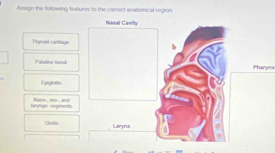 Assign the following features to the correct anatomical region 
Nasal Cavity 
Thyroid cartilage 
Palatine tonsil 
Pharynx 
Epiglottis 
Naso-, oro-, and 
laryngo- segments 
Glottis Larynx