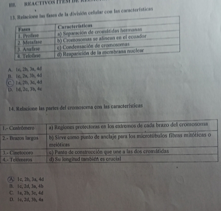Resuelto:fases de la división celular con las características A. 1c, 2b ...