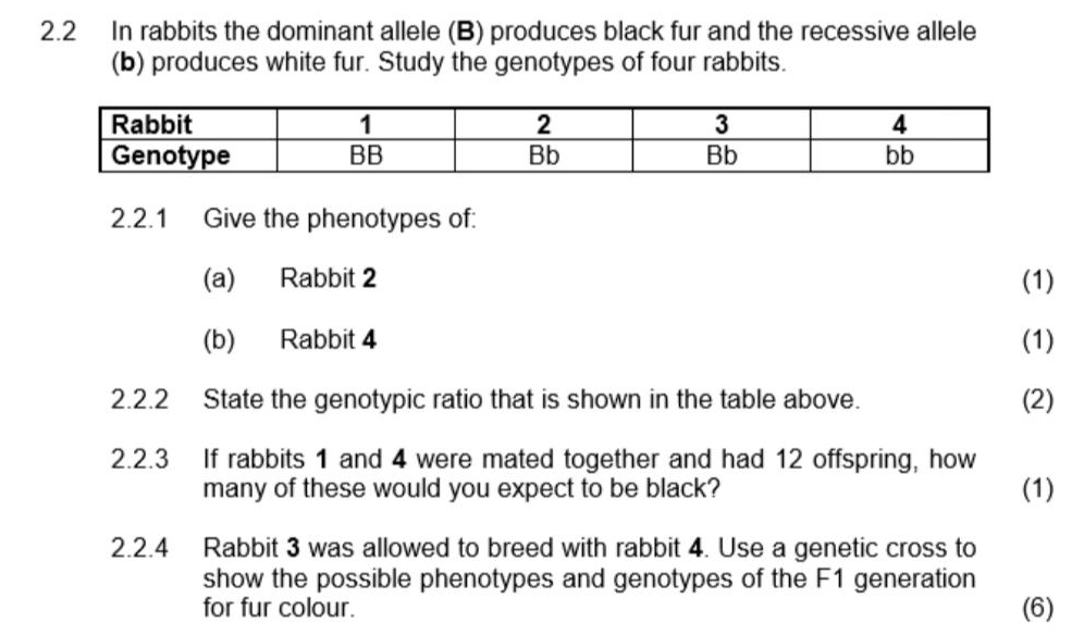 Solved: 2.2 In rabbits the dominant allele (B) produces black fur and ...