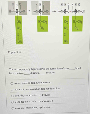 The accompanying figure shows the formation of a(n) _bond
between two _during a_ reaction.
trans; nucleotides; hydrogenation
covalent; monosaccharides; condensation
peptide; amino acids; hydrolysis
peptide; amino acids; condensation
covalent; monomers; hydrolysis