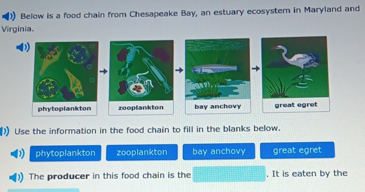 Below is a food chain from Chesapeake Bay, an estuary ecosystem in Maryland and
Virginia.
Use the information in the food chain to fill in the blanks below.
phytoplankton zooplankton bay anchovy great egret
The producer in this food chain is the . It is eaten by the