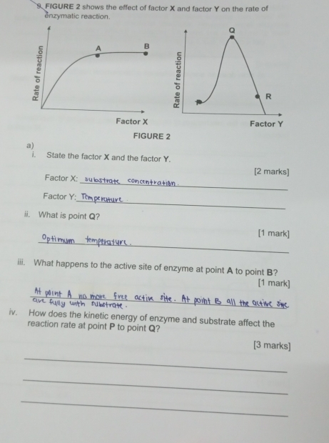 FIGURE 2 shows the effect of factor X and factor Y on the rate of 
enzymatic reaction. 
FIGURE 2 
a) 
i. State the factor X and the factor Y. 
[2 marks] 
_ 
Factor X : 
_ 
Factor Y : 
ii. What is point Q? 
_ 
[1 mark] 
iii. What happens to the active site of enzyme at point A to point B? 
[1 mark] 
_ 
iv. How does the kinetic energy of enzyme and substrate affect the 
reaction rate at point P to point Q? 
[3 marks] 
_ 
_ 
_