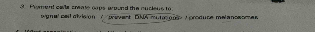 Pigment cells create caps around the nucleus to: 
signal cell division / prevent DNA mutations> / produce melanosomes