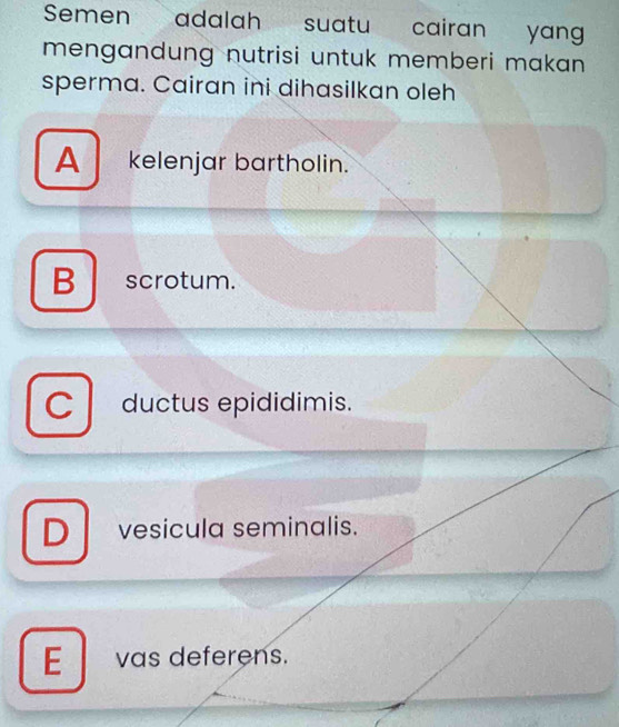 Semen adalah suatu cairan yang
mengandung nutrisi untuk memberi makan 
sperma. Cairan ini dihasilkan oleh
A kelenjar bartholin.
B scrotum.
C ductus epididimis.
D vesícula seminalis.
E vas deferens.