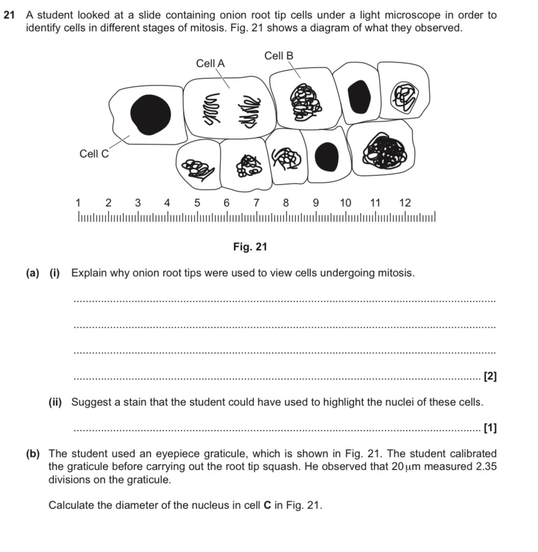 Analysis 1. Why is the onion root a good specimen for..., image size:1052x1081