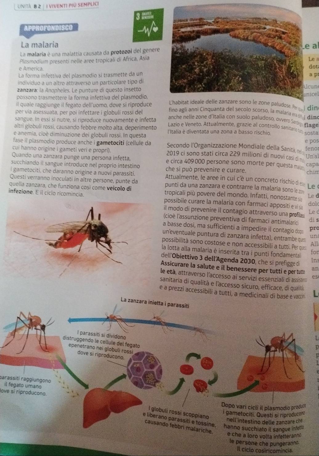 UNITA B 2  || VIVENTI PIÚ SEMPLICI
3 Wlla
APPROFONDISCO
La malaria al
La malaria è una malattia causata da protozoi del genere
Plasmodium presenti nelle aree tropicali di Africa, AsiaLe a
e America.dot
La forma infettiva del plasmodio si trasmette da una p
individuo a un altro attraverso un particolare tipo di
zanzara: la Anopheles. Le punture di questo insettocun
icel
possono trasmettere la forma infettiva del plasmodio, din
il quale raggiunge il fegato dell'uomo, dove si riproduce fino agli anni Cinquanta del secolo scorso, la malaría erade I dino
per via asessuata, per poi infettare i globuli rossi del anche nelle zone d'Italia con suolo paludoso, ovvéro Sad flage
sangue. In essi si nutre, si riproduce nuovamente e infetta  Lazio e Veneto. Attualmente, grazie al controllo sanitario tm sosta
altri globuli rossi, causando febbre molto alta, deperimento l'Italia è diventata una zona a basso rischio.
e anemia, cioé diminuzione dei globuli rossi. In questa
e pos
fase il plasmodio produce anche i gametociti (cellule da  Secondo l'Organizzazione Mondiale della Sanità, ne fenor
cui hanno origine i gameti veri e propri).  2019 ci sono stati circa 229 milioni di nuovi casi di m Unal
Quando una zanzara punge una persona infetta, e circa 409000 persone sono morte per questa malz capa
succhiando il sangue introduce nel proprio intestino che sì può prevenire e curare.
chim
i gametociti, che daranno origine a nuovi parassiti. Attualmente, le aree in cui c'è un concreto rischio di e Le 
Questi verranno inoculati in altre persone, punte da  punti da una zanzara e contrarre la malaría sono le 20 
quella zanzara, che funziona così come veicolo di tropicali più povere del mondo. Infatti, nonostante sia Le d
infezione. E il cíclo ricomincia. ossibile curare la malaria con farmaci appositi e vi sia
dol
l modo di prevenire il contagio attraverso una profilas
Le d
cioè l'assunzione preventiva di farmaci antimalarici dì s
basse dosi, ma sufficienti a impedire il contagio dopo pro
n’eventuale puntura di zanzara infetta), entrambe ques una
ossibilità sono costose e non accessibili a tutti. Per quen
All
a lotta alla malaria è inserita tra i punti fondamentali
fon
ell’Obiettivo 3 dell’Agenda 2030, che si prefigge di
Ins
ssicurare la salute e il benessere per tutti e per tutte
an
età, attraverso l'accesso ai servizi essenziali di assisterd es
anitaria di qualità e l'accesso sicuro, efficace, di qualità
prezzi accessibili a tutti, a medicinali di base e vaccin.
La zanzara inietta i parassiti
l parassiti si dividono
distruggendo le cellule del fegato
epenetrano nei globuli rossi
dove si riproducono.
barassítì raggiungono
il fegato umano
love sí riproducono.
Dopo vari cícli il plasmodio produci
I globuli rossì scoppiano
i gametociti. Questi si riproducoro
nell'intestino delle zanzare che
e liberano parassiti e tossine, hanno succhiato il sangue infetto
causando febbri malariche. e che a loro volta infetteranno
le persone che pungeranno.
Il ciclo cosiricomincia.