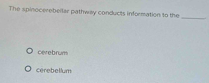 The spinocerebellar pathway conducts information to the _.
cerebrum
cerebellum