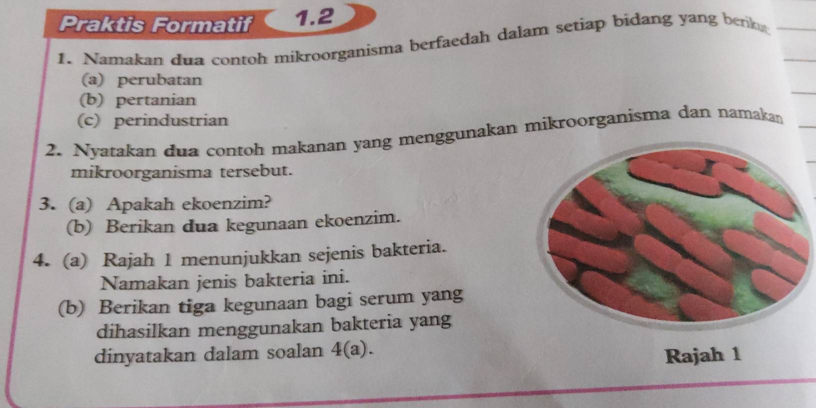 Praktis Formatif 1.2 
1. Namakan dua contoh mikroorganisma berfaedah dalam setiap bidang yang benk 
(a) perubatan 
(b) pertanian 
(c) perindustrian 
2. Nyatakan dua contoh makanan yang menggunakan mikroorganisma dan namakan 
mikroorganisma tersebut. 
3. (a) Apakah ekoenzim? 
(b) Berikan dua kegunaan ekoenzim. 
4. (a) Rajah 1 menunjukkan sejenis bakteria. 
Namakan jenis bakteria ini. 
(b) Berikan tiga kegunaan bagi serum yang 
dihasilkan menggunakan bakteria yang 
dinyatakan dalam soalan 4(a). 
Rajah 1