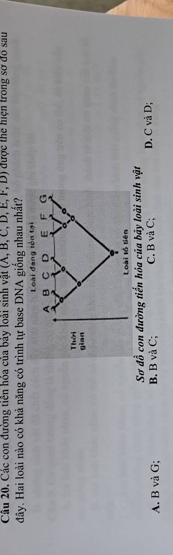 Các con đường tiền hóa của bảy loài sinh vật (A, B, C, D, E, F, D) được thể hiện trong sơ đồ sau
đây. Hai loài nào có khả năng có trình tự base DNA giống nhau nhất?
Loài đang tón tại
Sơ dhat o con đường tiến hóa của bảy loài sinh vật
A. B và G; B. B và C;
C. B và C; D. C và D;