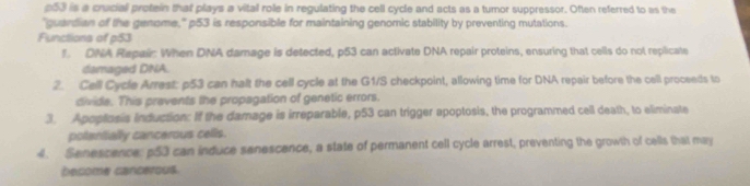 p53 is a cruciall protein that plays a vital role in regulating the cell cycle and acts as a tumor suppressor. Often referred to as the 
"quardian of the genome," p53 is responsible for maintaining genomic stability by preventing mutations. 
Functions of p53
f. DNA Repair: When DNA damage is detected, p53 can activate DNA repair proteins, ensuring that cells do not replicate 
damaged DNA. 
2. Cell Cycle Arrest: p53 can halt the cell cycle at the G1/S checkpoint, allowing time for DNA repair before the cell proceeds to 
divide. This prevents the propagation of genetic errors. 
3. Apoptosis Induction: If the damage is irreparable, p53 can trigger apoptosis, the programmed cell death, to elimisate 
polantially cancerous cells. 
4. Senescence: p53 can induce senescence, a state of permanent cell cycle arrest, preventing the growth of cells that may 
become cancerous.