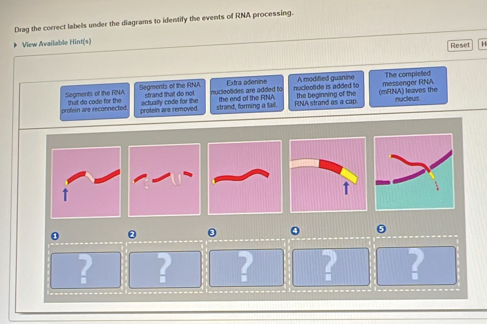 Solved: Drag the correct labels under the diagrams to identify the ...