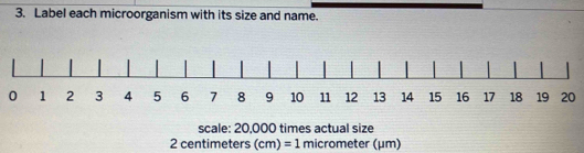 Solved: Label each microorganism with its size and name. 020 scale ...