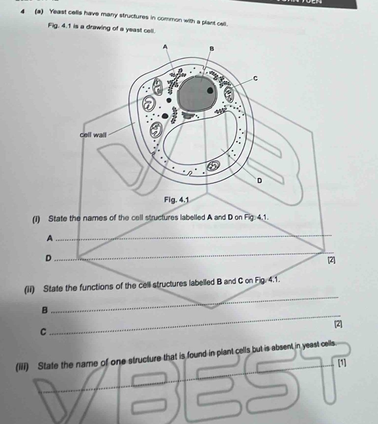 4 (a) Yeast cells have many structures in common with a plant cell. 
Fig. 4.1 is a drawing of a yeast cell. 
B 
C 
cell wall 
D 
Fig. 4.1 
(I) State the names of the cell structures labelled A and D on Fig. 4.1. 
A 
_ 
_ 
_ 
D [2] 
_ 
(iI) State the functions of the cell structures labelled B and C on Fig. 4.1. 
_ 
B 
[2] 
C 
(iii) State the name of one structure that is found in plant cells but is absent in yeast cells. 
[1]