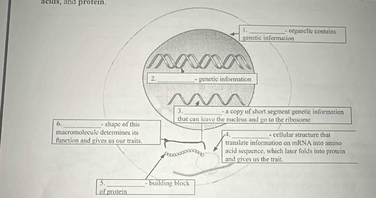 acids, and protem. 
of protein