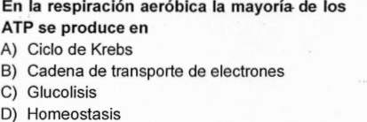 En la respiración aeróbica la mayoría de los
ATP se produce en
A) Ciclo de Krebs
B) Cadena de transporte de electrones
C) Glucolisis
D) Homeostasis