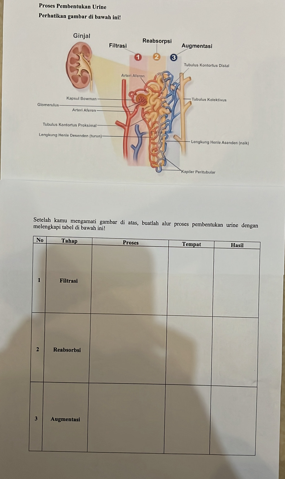 Proses Pembentukan Urine 
Perhatikan gambar di bawah ini! 
Setelah kamu mengamati gambar di atas, buatlah alur proses pembentukan urine dengan 
melengkapi tabel di bawah ini