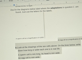 a On the diagrams below label where the adaptations in question 1 are 
found. Just use the letters for the labels. 
A spern cell of a inagnifination of # 5000
An sgg cell at a magnification of =5
b Look at the drawings of the sex cells above. On the lines below, write 
down how long or wide each one is is real lie. 
A sperm cell is mm long. Its head is mm wide. 
An egg cell is mm wide.