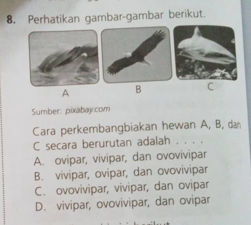 Perhatikan gambar-gambar berikut.
A
B
C
Sumber: pixabay.com
Cara perkembangbiakan hewan A, B, dan
C secara berurutan adalah . . . .
A. ovipar, vivipar, dan ovovivipar
B. vivipar, ovipar, dan ovovivipar
C. ovovivipar, vivipar, dan ovipar
D. vivipar, ovovivipar, dan ovipar