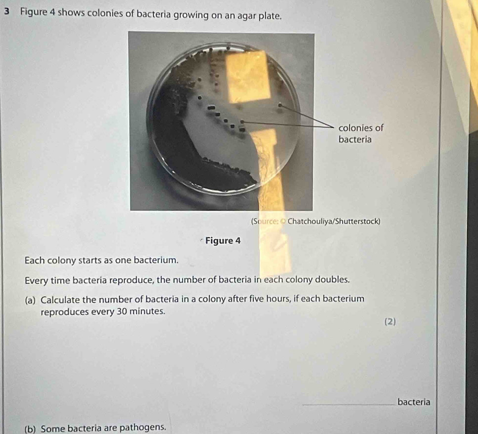 Figure 4 shows colonies of bacteria growing on an agar plate. 
(Source: © Chatchouliya/Shutterstock) 
Figure 4 
Each colony starts as one bacterium. 
Every time bacteria reproduce, the number of bacteria in each colony doubles. 
(a) Calculate the number of bacteria in a colony after five hours, if each bacterium 
reproduces every 30 minutes. 
(2) 
_bacteria 
(b) Some bacteria are pathogens.