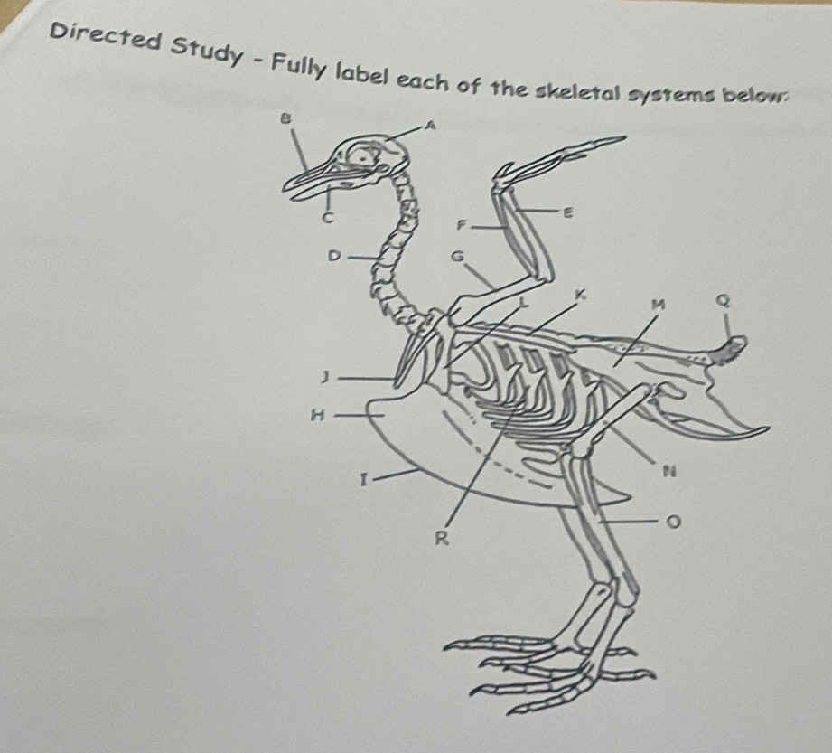 Directed Study - Fully label each of the ske