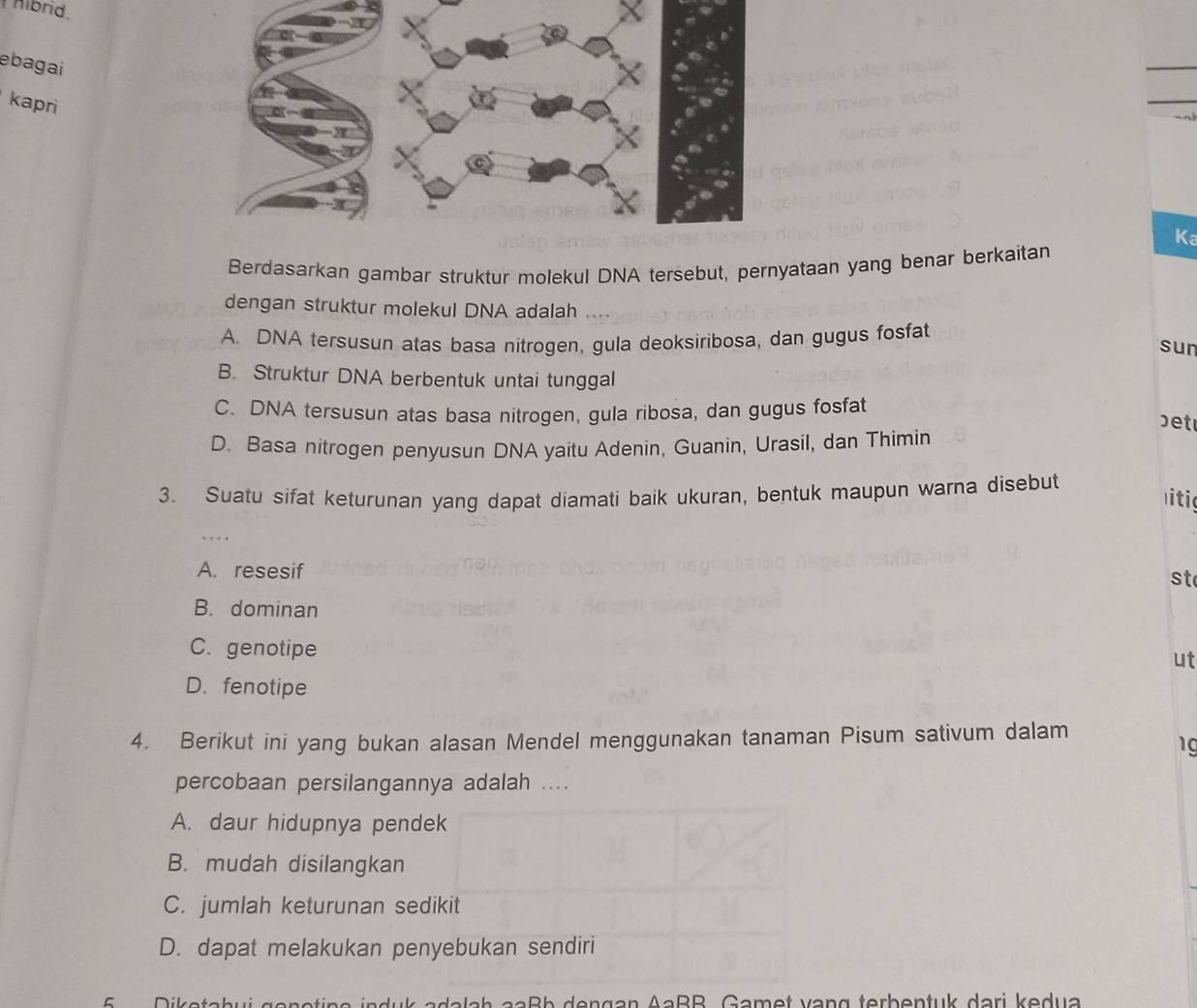 Aibrid.
ebagai
kapri
Ka
Berdasarkan gambar struktur molekul DNA tersebut, pernyataan yang benar berkaitan
dengan struktur molekul DNA adalah ....
A. DNA tersusun atas basa nitrogen, gula deoksiribosa, dan gugus fosfat
sun
B. Struktur DNA berbentuk untai tunggal
C. DNA tersusun atas basa nitrogen, gula ribosa, dan gugus fosfat
b et
D. Basa nitrogen penyusun DNA yaitu Adenin, Guanin, Urasil, dan Thimin
3. Suatu sifat keturunan yang dapat diamati baik ukuran, bentuk maupun warna disebut
itig
…
A. resesif
st
B. dominan
C. genotipe ut
D. fenotipe
4. Berikut ini yang bukan alasan Mendel menggunakan tanaman Pisum sativum dalam
1g
percobaan persilangannya adalah ....
A. daur hidupnya pendek
B. mudah disilangkan
C. jumlah keturunan sedikit
D. dapat melakukan penyebukan sendiri
F Diko ada la h aaßb dengan AaßB. Gamet vang terbentuk dari kedua