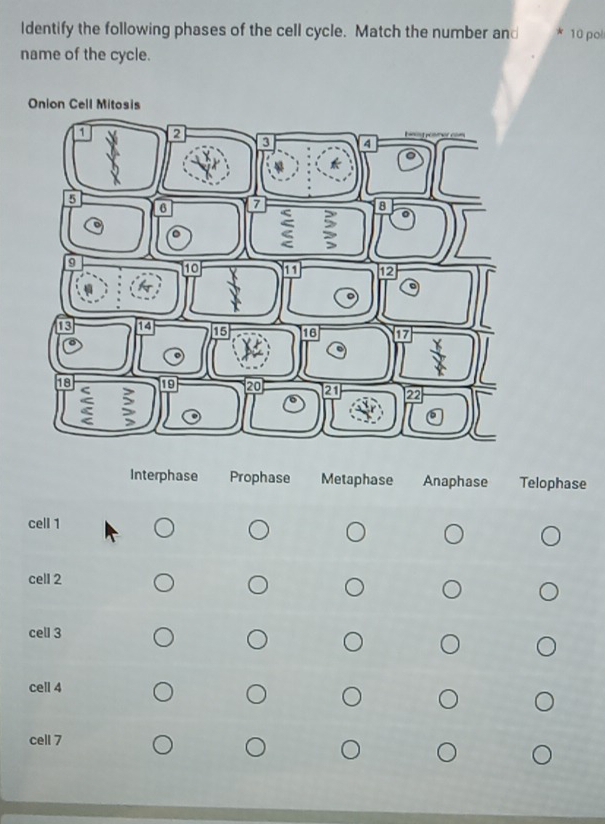ldentify the following phases of the cell cycle. Match the number and 10 pol
name of the cycle.
Interphase Prophase Metaphase Anaphase Telophase
cell 1
cell 2
cell 3
cell 4
cell 7