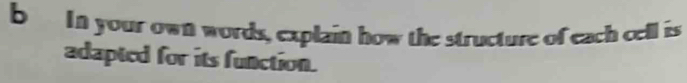 In your own words, explain how the structure of each cell is 
adapted for its function.