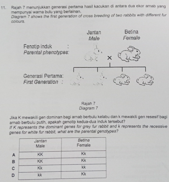 Rajah 7 menunjukkan generasi pertama hasil kacukan di antara dua ekor arnab yang 
mempunyai warna bulu yang berlainan. 
Disgram 7 shows the first generation of cross breeding of two rabbits with different fur 
colours. 
Fenotip induk 
Parental phenotypes 
Generasi Pertama: 
First Generation : 
Rajah 7 
Diagram 7 
Jika K mewakili gen dominan bagi arnab berbulu kelabu dan k mewakili gen resesif bagi 
arnab berbulu putih, apakah genotip kedua-dua induk tersebut? 
If K represents the dominant genes for grey fur rabbit and k represents the recessive 
genes for white fur rabbit, what are the parental genotypes?