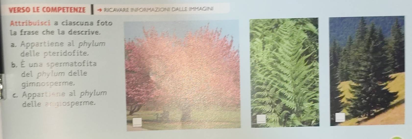 VERSO LE COMPETENZE RICAVARE INFORMAZIONI DALLE IMMAGINI 
Attribuisci a ciascuna foto 
la frase che la descrive. 
a. Appartiene al phylum 
delle pteridofite. 
b. É una spermatofita 
del phylum delle 
gimnosperme. 
c. Appartione al phylum 
delle angiosperme.