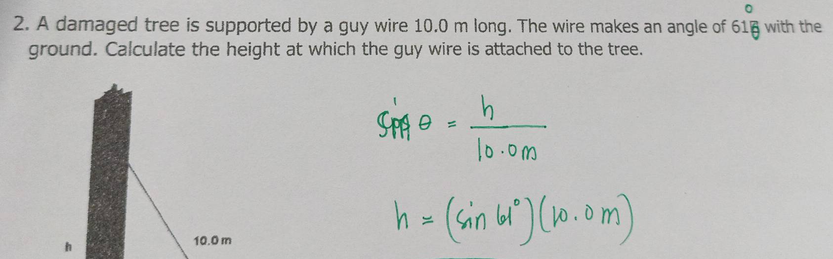 A damaged tree is supported by a guy wire 10.0 m long. The wire makes an angle of beginarrayr 0 61 endarray with the 
ground. Calculate the height at which the guy wire is attached to the tree.
h
10.0 m