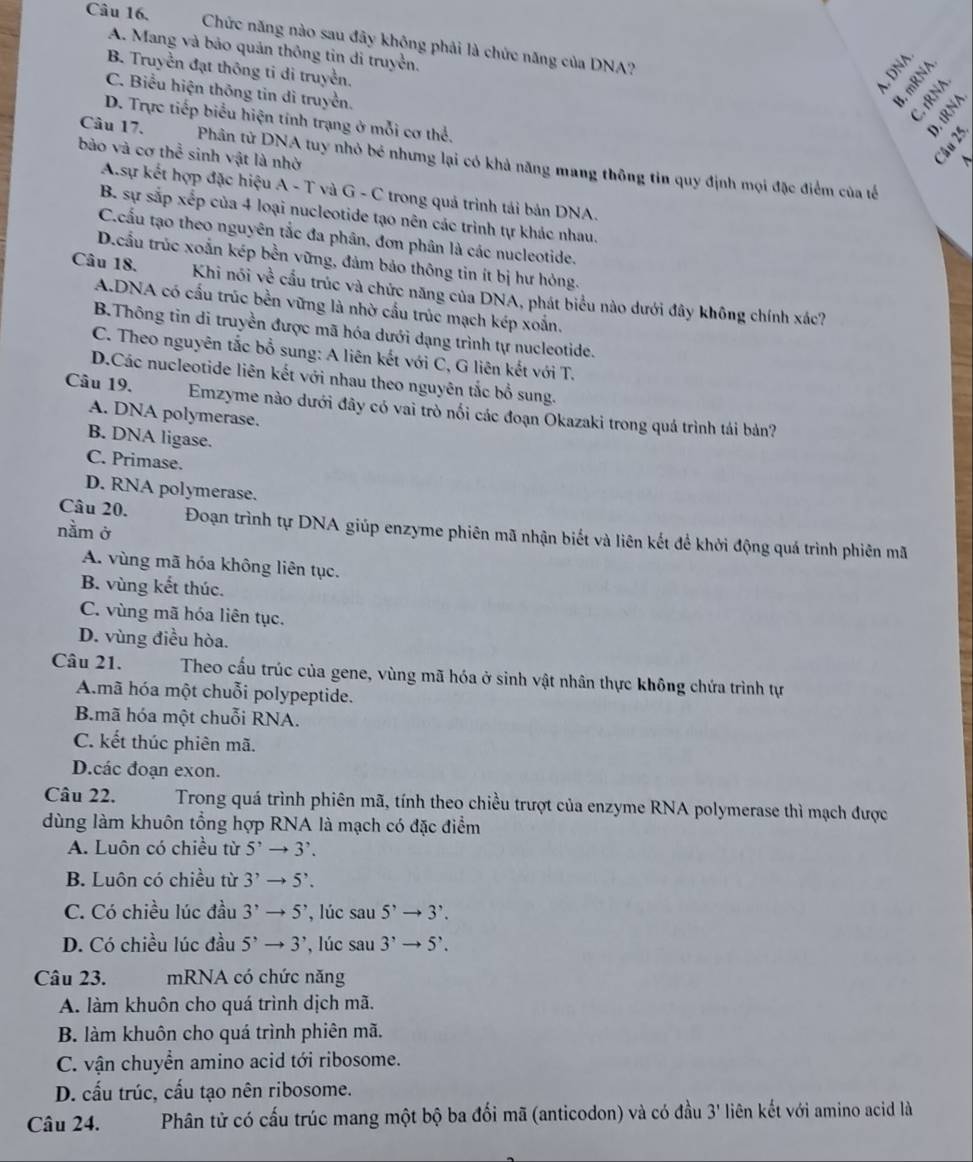Câu 16, Chức năng nào sau đây không phải là chức năng của DNA?
A. Mang và bảo quản thông tin di truyền.
B. Truyền đạt thông tỉ di truyền.
C. Biểu hiện thông tin dì truyền.
2h6
D. Trực tiếp biểu hiện tính trạng ở mỗi cơ thể.
bào và cơ thể sinh vật là nhờ
   
Câu 17.  Phân tử DNA tuy nhỏ bé nhưng lại có khả năng mang thông tin quy định mọi đặc điểm của tế
A.sự kết hợp đặc hiệu A - T và G - C trong quả trình tái bản DNA.
B. sự sắp xếp của 4 loại nucleotide tạo nên các trình tự khác nhau.
C.cấu tạo theo nguyên tắc đa phân, đơn phân là các nucleotide.
D.cầu trúc xoắn kép bền vững, đảm bảo thông tin ít bị hư hỏng.
Câu 18. Khi nói về cầu trúc và chức năng của DNA, phát biểu nào dưới đây không chính xác?
A.DNA có cấu trúc bền vững là nhờ cấu trúc mạch kép xoắn.
B.Thông tin di truyền được mã hóa dưới dạng trình tự nucleotide.
C. Theo nguyên tắc bổ sung: A liên kết với C, G liên kết với T.
D.Các nucleotide liên kết với nhau theo nguyên tắc bổ sung.
Câu 19. Emzyme nào dưới đây có vai trò nổi các đoạn Okazaki trong quá trình tái bản?
A. DNA polymerase.
B. DNA ligase.
C. Primase.
D. RNA polymerase.
nằm ở
Câu 20. Đoạn trình tự DNA giúp enzyme phiên mã nhận biết và liên kết để khởi động quá trình phiên mã
A. vùng mã hóa không liên tục.
B. vùng kết thúc.
C. vùng mã hóa liên tục.
D. vùng điều hòa.
Câu 21. Theo cấu trúc của gene, vùng mã hóa ở sinh vật nhân thực không chứa trình tự
A.mã hóa một chuỗi polypeptide.
B.mã hóa một chuỗi RNA.
C. kết thúc phiên mã.
D.các đoạn exon.
Câu 22.  Trong quá trình phiên mã, tính theo chiều trượt của enzyme RNA polymerase thì mạch được
dùng làm khuôn tổng hợp RNA là mạch có đặc điểm
A. Luôn có chiều từ 5^,to 3^,.
B. Luôn có chiều từ 3^,to 5^,.
C. Có chiều lúc đầu 3^,to 5^, , lúc sau 5^,to 3^,.
D. Có chiều lúc đầu 5^,to 3^, , lúc sau 3^,to 5^,.
Câu 23. mRNA có chức năng
A. làm khuôn cho quá trình dịch mã.
B. làm khuôn cho quá trình phiên mã.
C. vận chuyển amino acid tới ribosome.
D. cấu trúc, cấu tạo nên ribosome.
Câu 24. Phân tử có cấu trúc mang một bộ ba đối mã (anticodon) và có đầu 3' liên kết với amino acid là