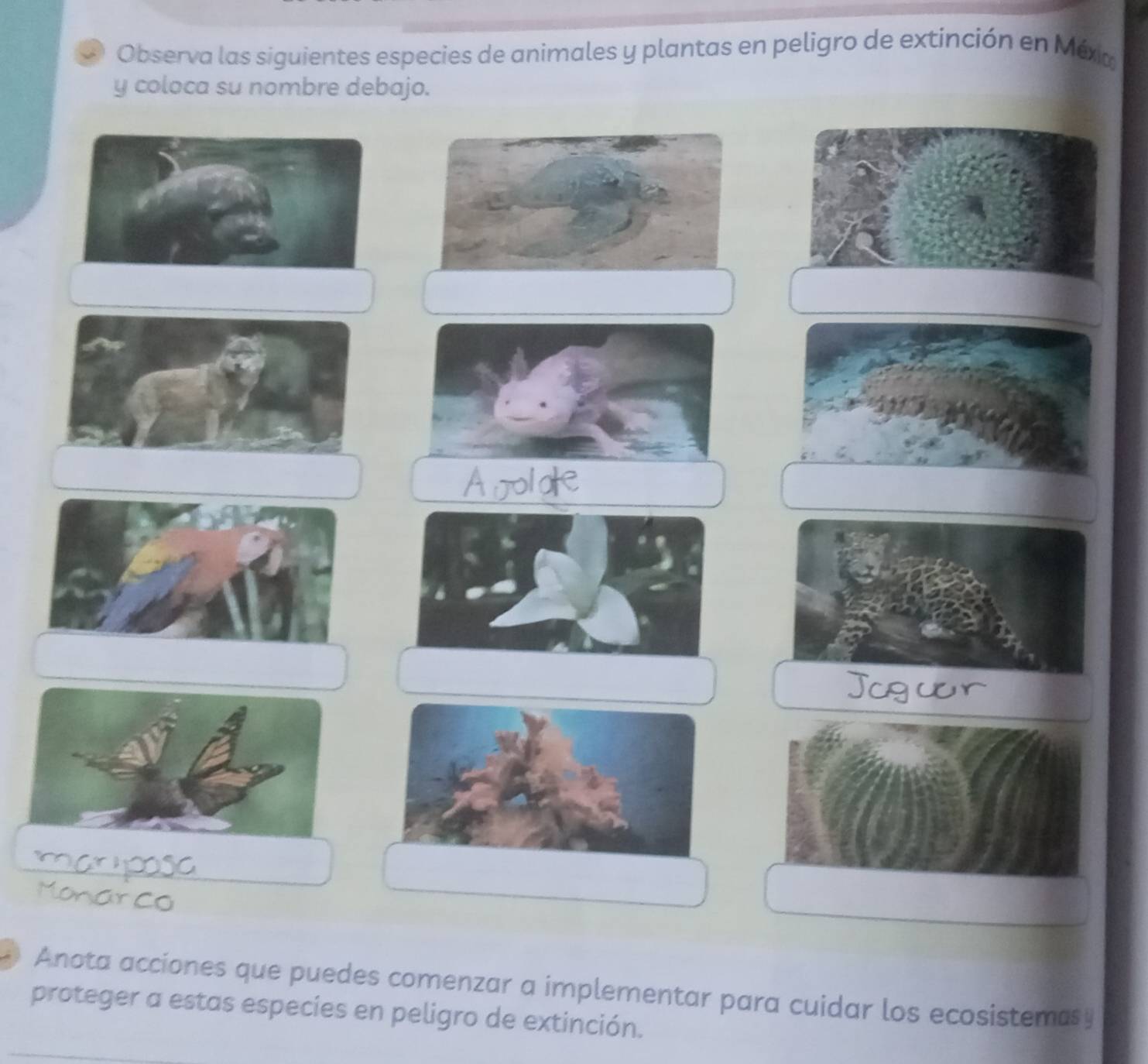 Observa las siguientes especies de animales y plantas en peligro de extinción en Méxa 
y coloca su nombre debajo. 
blake 
Anota acciones que puedes comenzar a implementar para cuidar los ecosistemasy 
proteger a estas especies en peligro de extinción.