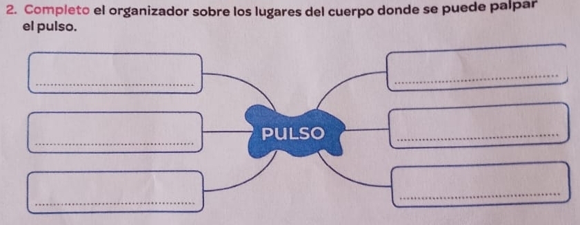 Completo el organizador sobre los lugares del cuerpo donde se puede palpar 
el pulso. 
_ 
_ 
_ 
pulso 
_ 
_ 
_